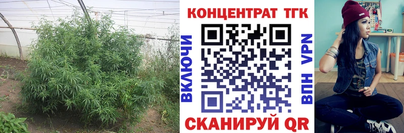 mega   Светлоград  ТГК Wax 